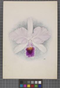 Cattleya schroederae