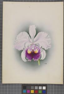 Cattleya schroederae