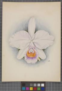 Cattleya schroederae