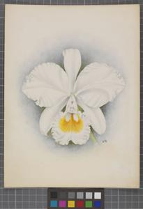 Cattleya schroederae