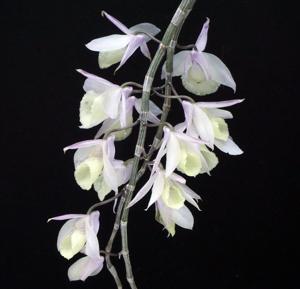 Dendrobium aphyllum