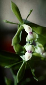 Epidendrum unguiculatum