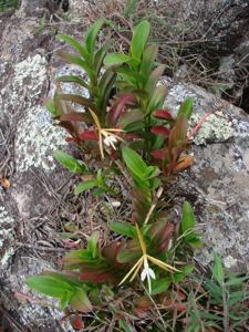 Epidendrum nocturnum