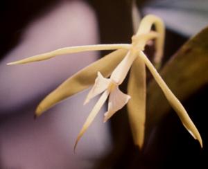 Epidendrum nocturnum