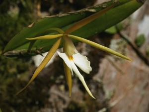 Epidendrum nocturnum