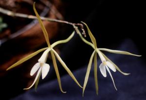 Epidendrum nocturnum