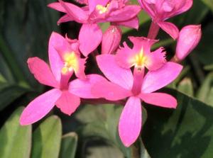 Epidendrum ibaguense