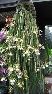 Epidendrum parkinsonianum var. falcatum