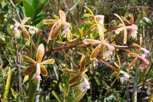 Epidendrum cristatum