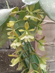 Epidendrum coronatum
