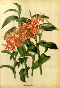 Epidendrum catillus