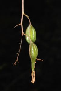 Epidendrum conopseum