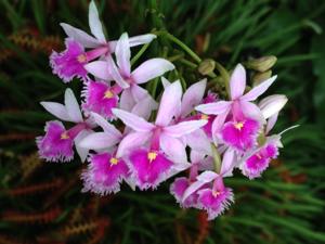 Epidendrum calanthum