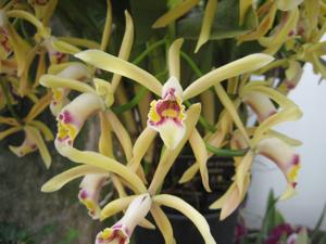 Cattleya iricolor