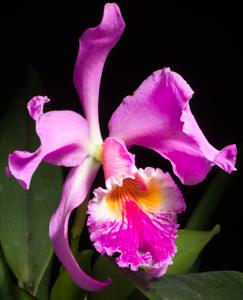 Cattleya jenmanii