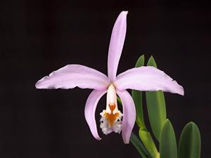 Cattleya jongheana