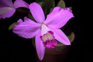 Cattleya sincorana