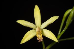 Cattleya blumenscheinii