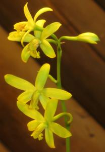 Cattleya endsfeldzii