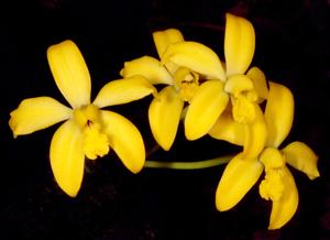 Cattleya esalqueana