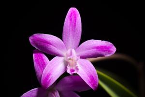 Cattleya ghillanyi