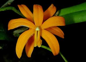 Cattleya luetzelburgii