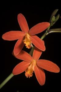 Cattleya milleri