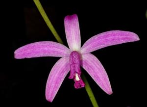 Cattleya pfisteri