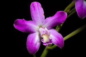 Cattleya rupestris