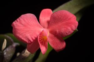 Cattleya brevipedunculata