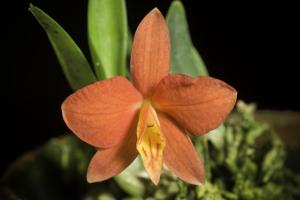 Cattleya pygmaea