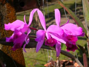 Cattleya lawrenceana