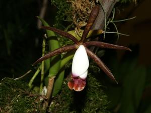 Cattleya araguaiensis