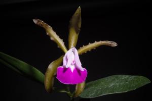 Cattleya dormaniana