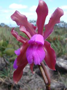 Cattleya elongata