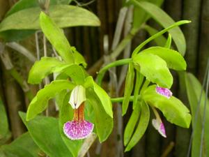 Cattleya granulosa