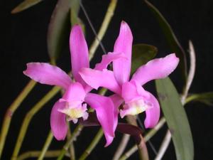 Cattleya kerrii