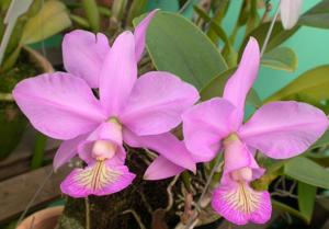 Cattleya nobilior