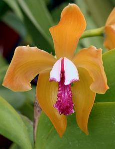 Cattleya porphyroglossa