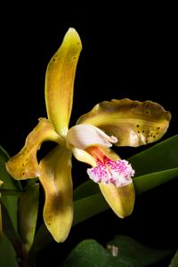 Cattleya schofieldiana