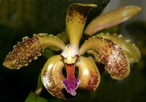 Cattleya schofieldiana