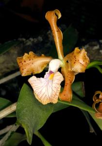 Cattleya velutina