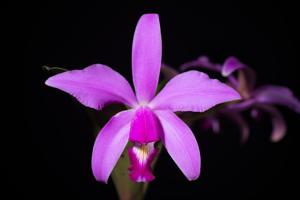 Cattleya violacea