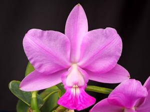 Cattleya walkeriana