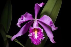 Cattleya maxima