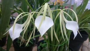 Brassavola nodosa