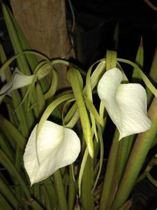 Brassavola nodosa