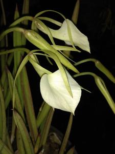 Brassavola nodosa