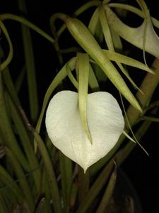 Brassavola nodosa