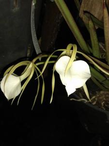 Brassavola nodosa